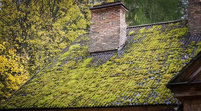 Roof covered with moss showcasing the need for roof cleaning service and roof painting service to maintain the exterior and enhance the overall appearance.